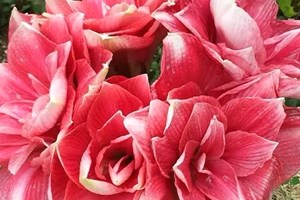 Recherche une enmploi 