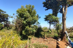 A VENDRE- Terrain 6 000m2 en terrasses et joliment arboré Antsirabe centre MASOANDRO Madagascar